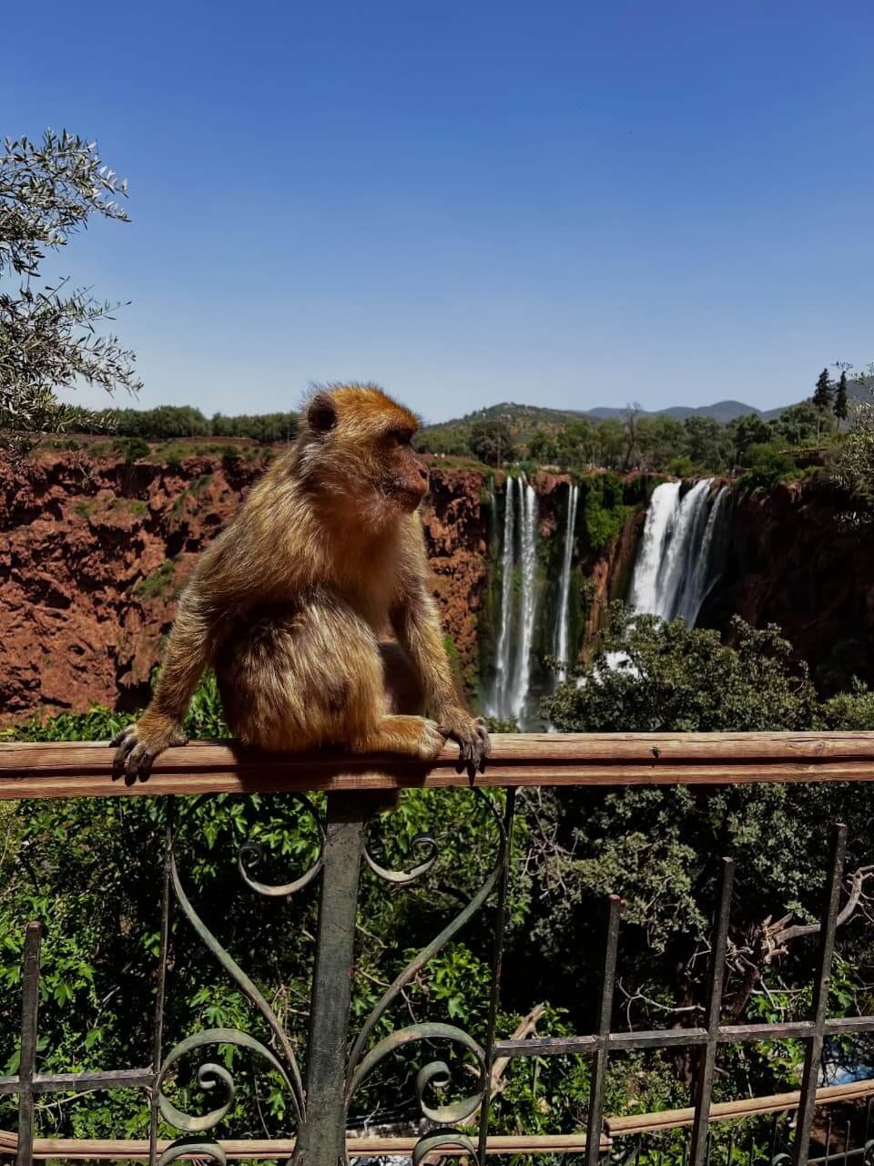 Ouzoud Waterfalls day trip from Marrakech