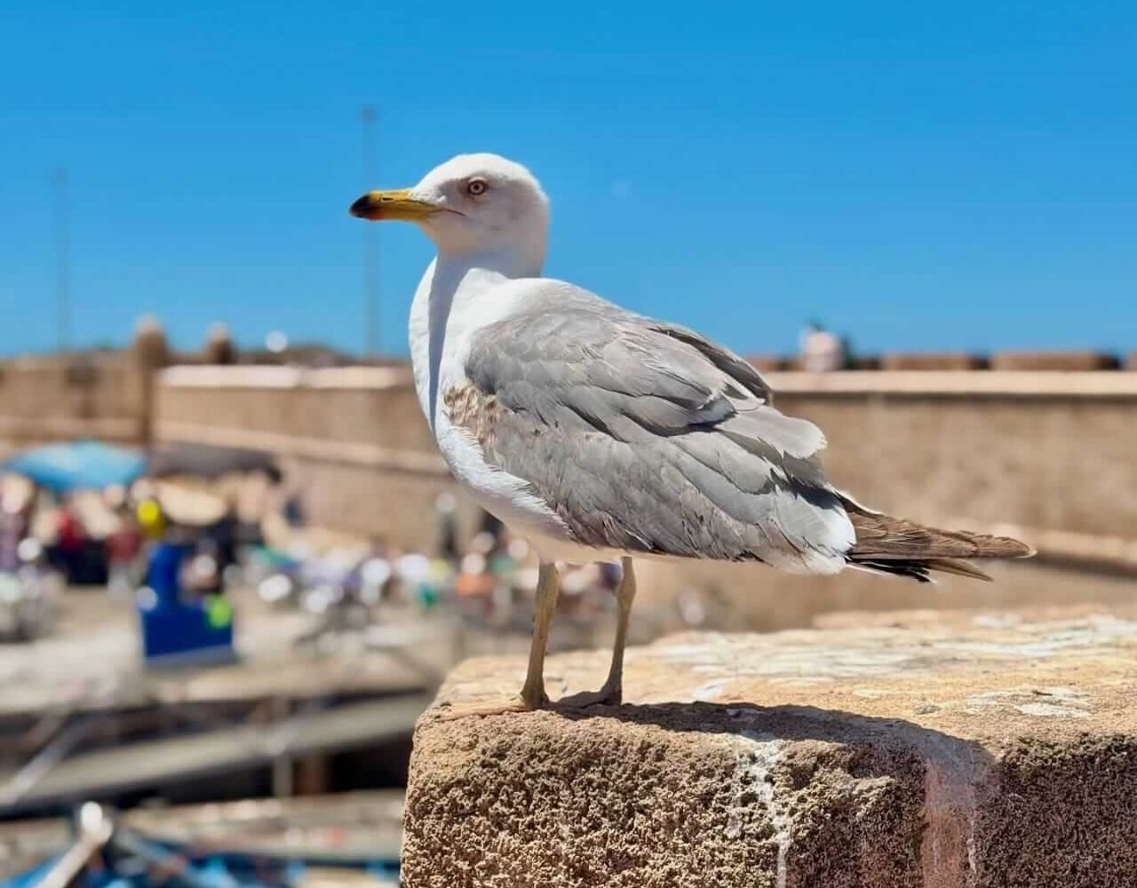 Seagull perched near Essaouira's harbor with the Atlantic Ocean in the background