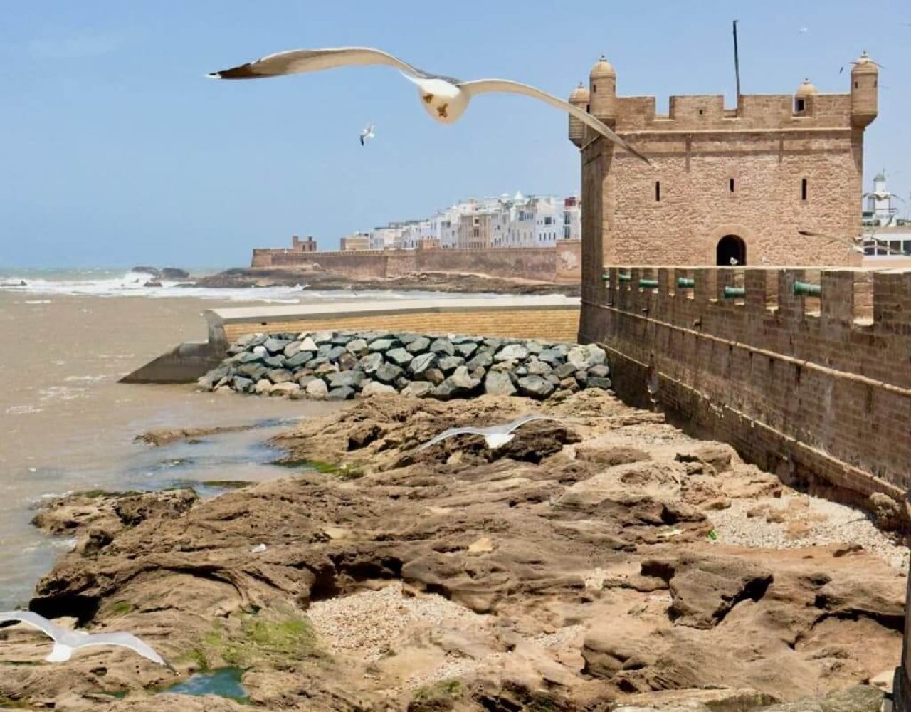 Seagull flying beside Essaouira's historic Skala sea bastion overlooking the Atlantic