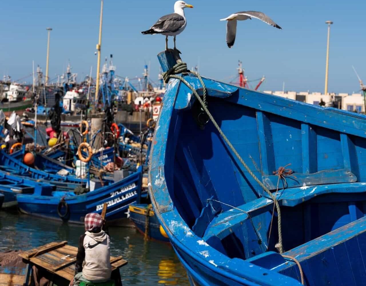 Rows of blue wooden fishing boats moored along Essaouira's port