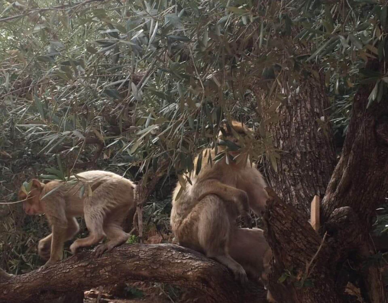 Close-up of a golden-furred Barbary macaque sitting on a stone wall