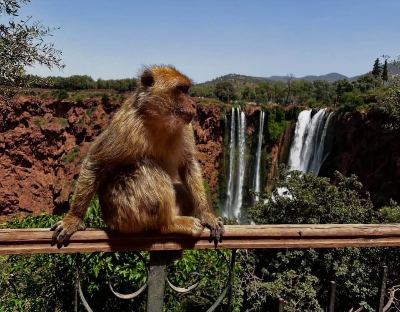 Barbary macaque sitting on a wooden railing with the falls in the background