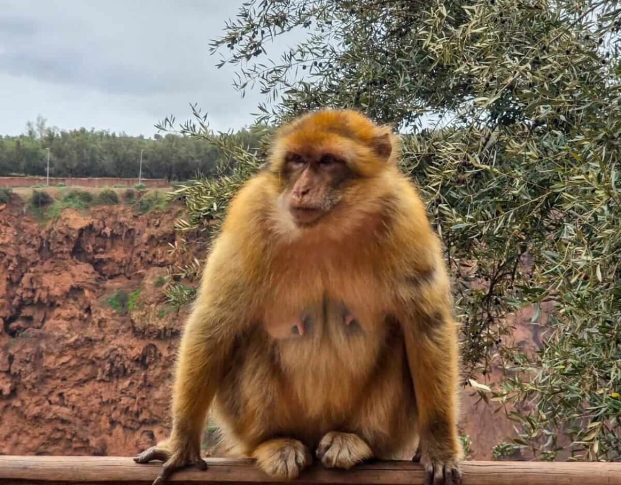 Visitor observing a wild monkey near a rock railing overlooking Ouzoud valley