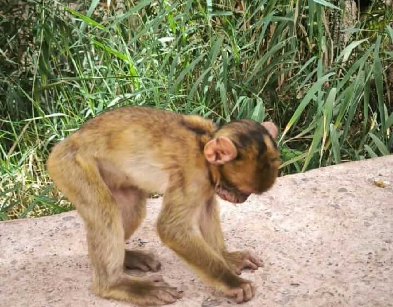 Barbary macaque monkey walking along a stone wall near Ouzoud