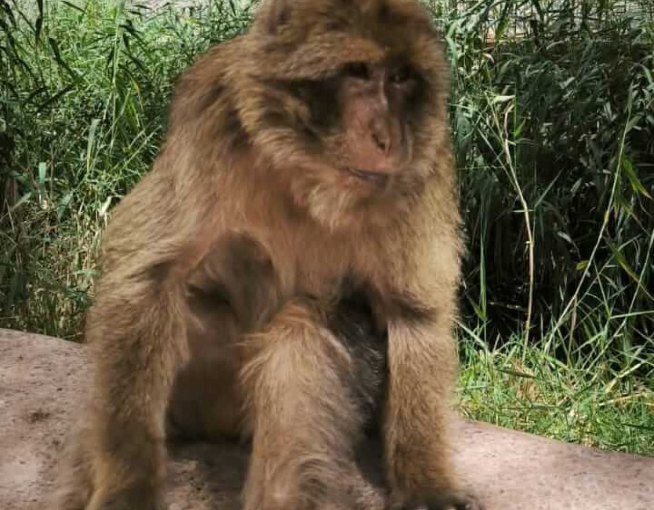 Barbary macaque monkey sitting on a rock near Ouzoud Falls