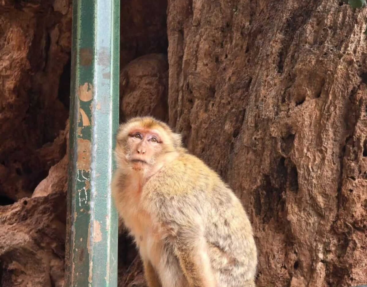 Barbary macaque sitting on a metal railing near Ouzoud Falls