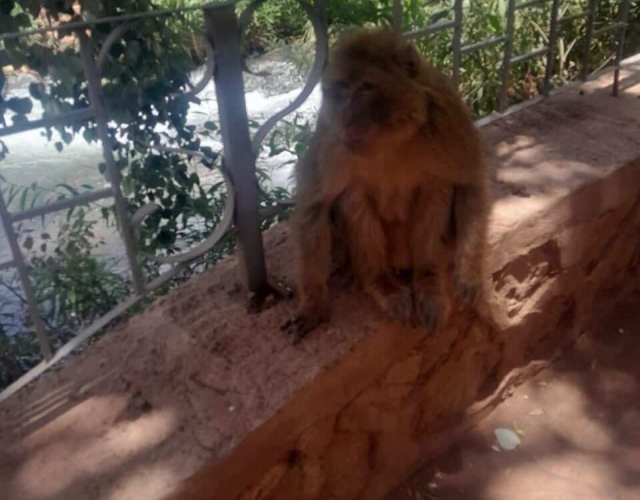 Close-up of a Barbary macaque monkey sitting on a wooden fence