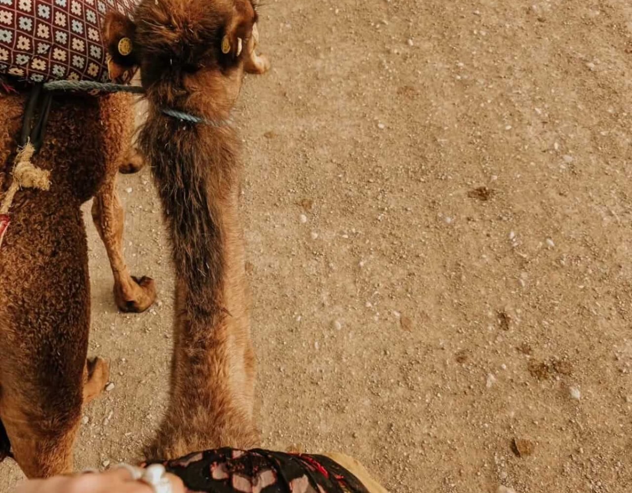 Close-up of camel legs walking across the Agafay Desert sand