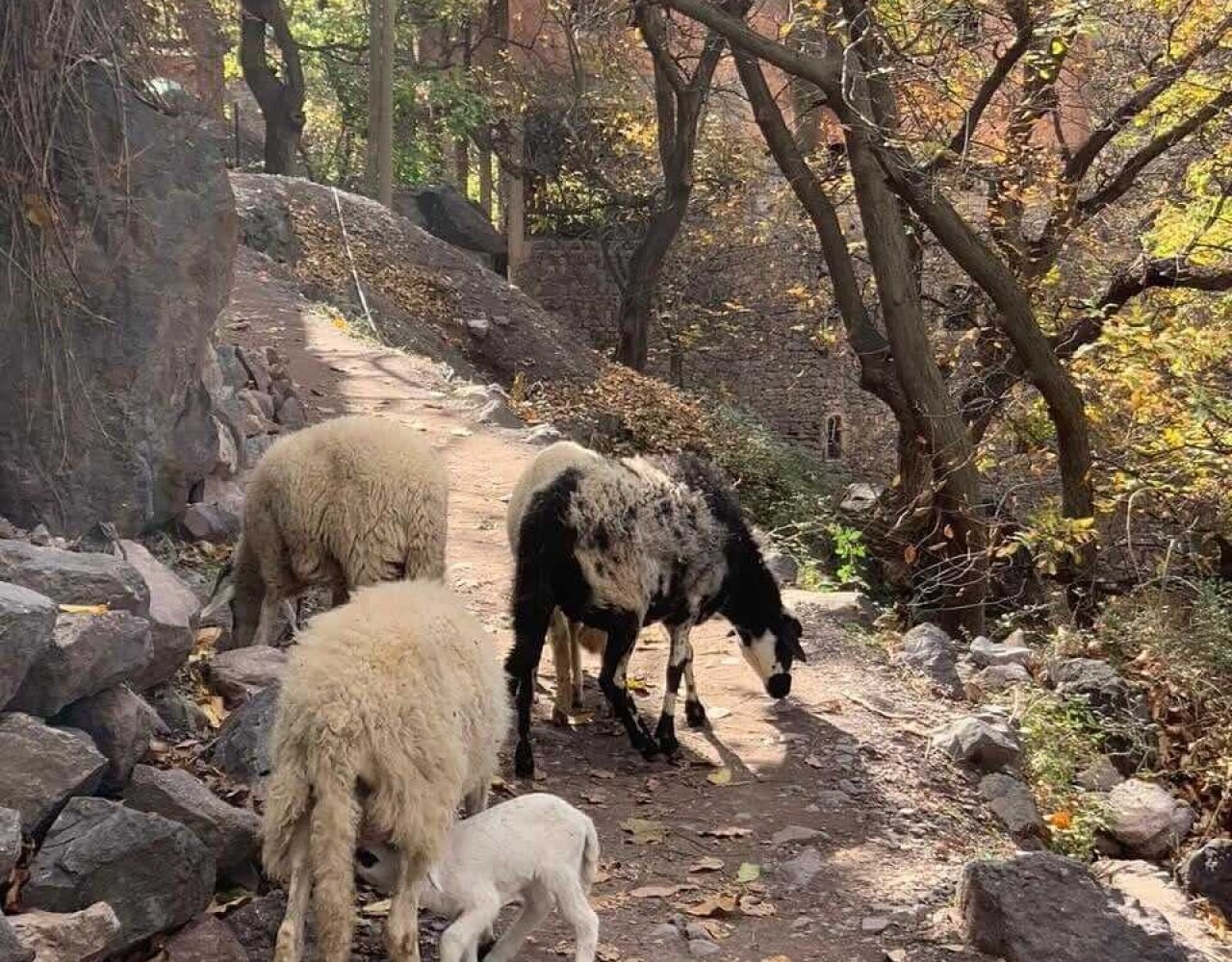 Sheep grazing in the Atlas Mountains near Imlil