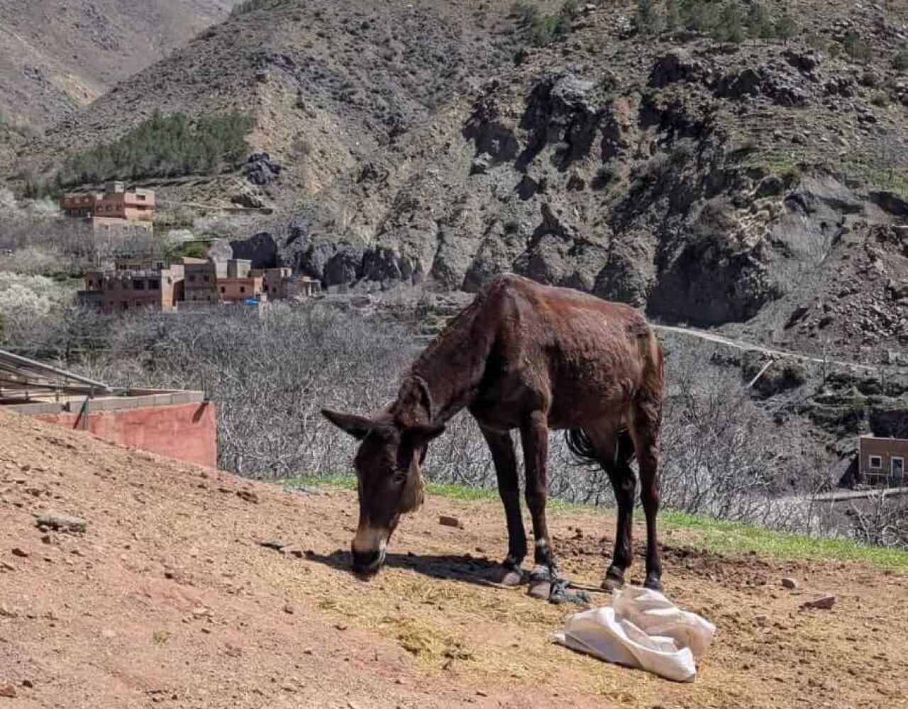 Mule trail through a Berber village in Imlil