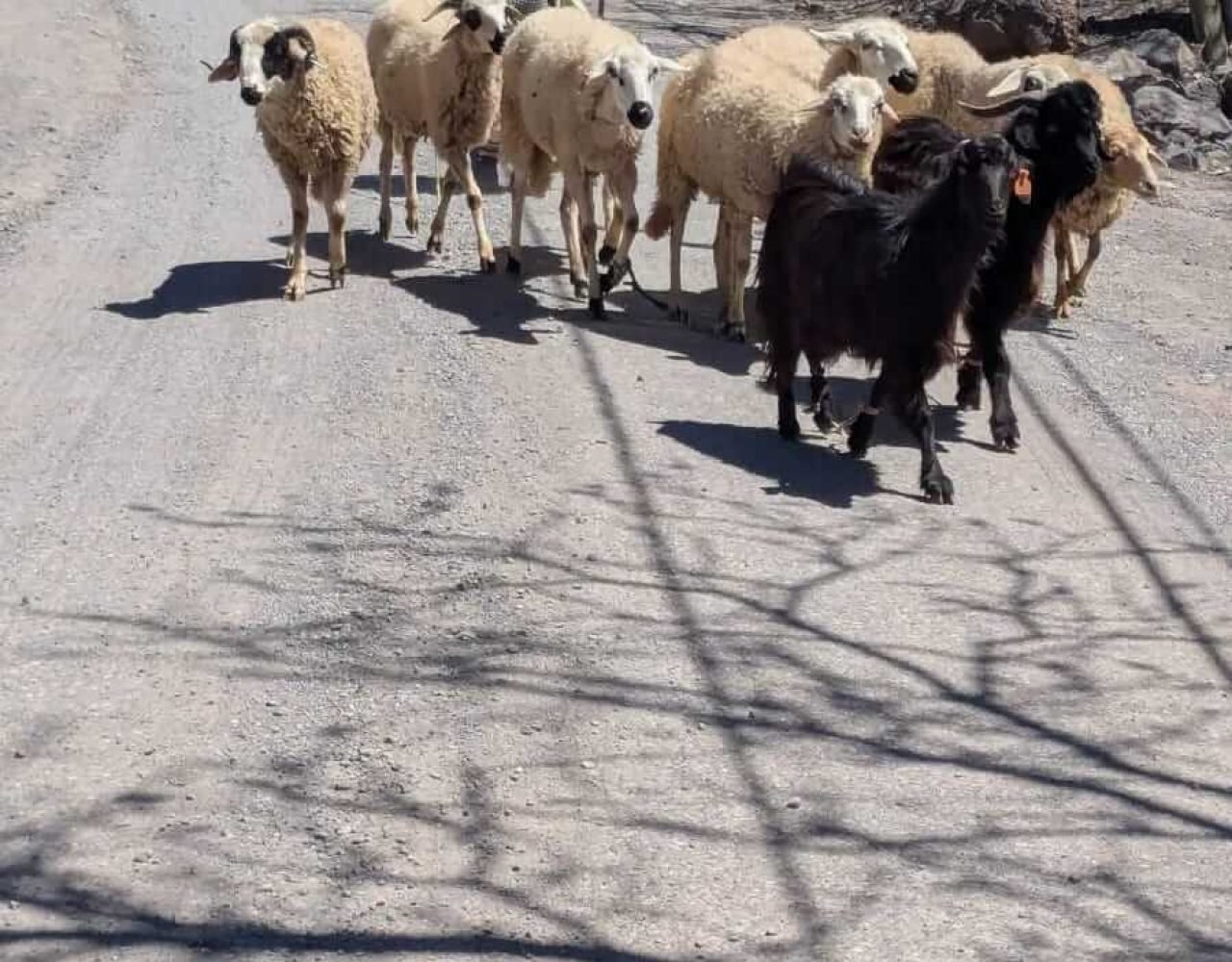 Sheep walking along a mountain road near Imlil