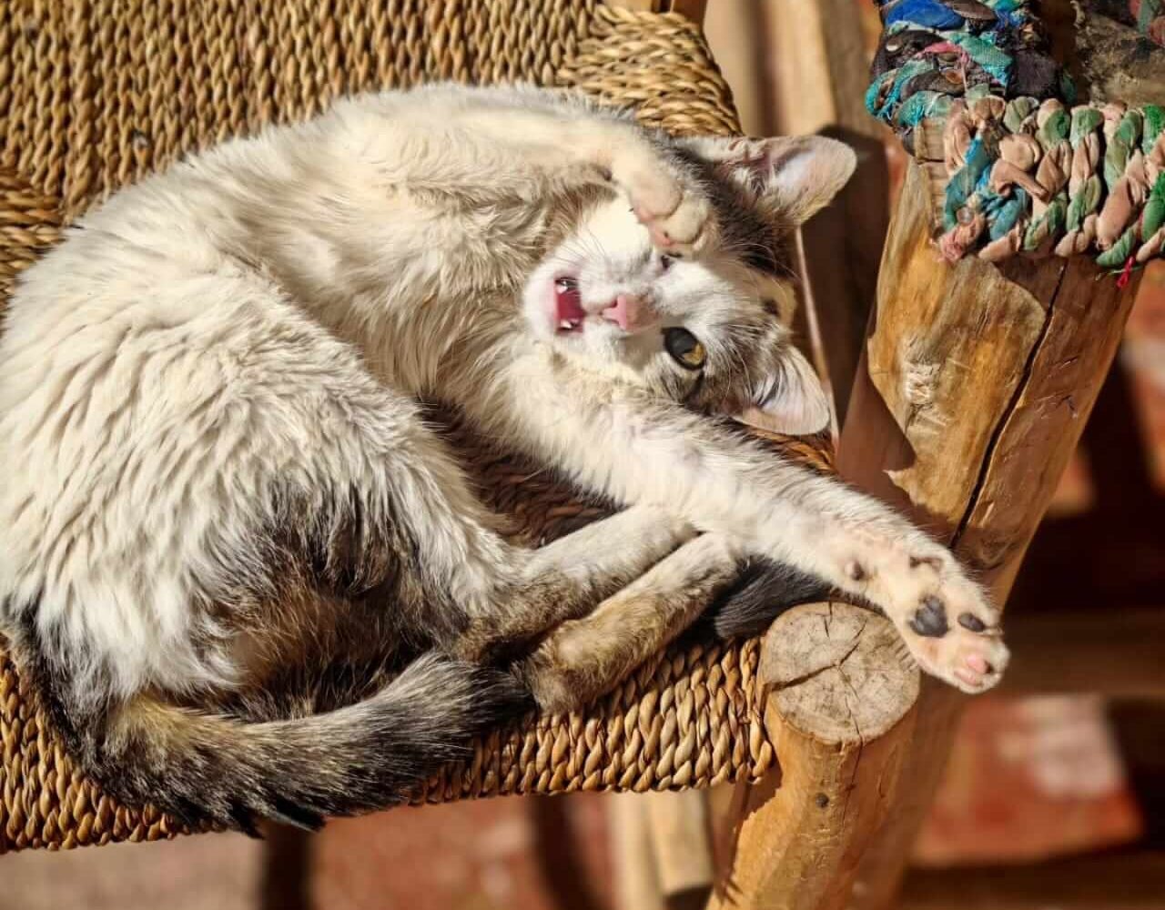 White cat sleeping on a traditional wicker chair